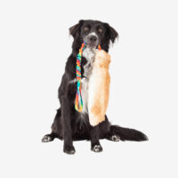 Dried Kibble Dog Food - Image 2